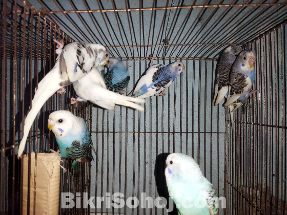 Budgerigar baby for sale